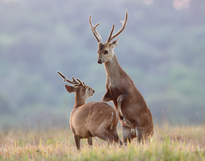 hog-deer.webp couple of hog deer interacting in the wild on a grassfield