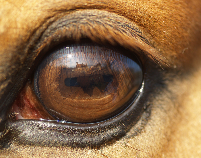 An extreme close-up of a horse's eye showing the dark pupil and surrounding lashes.