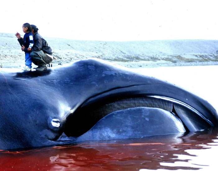humans-on-top-of-a-breached-bowhead-whale-Balaena-mysticetus.webp a man and a kid standing on top of a dead bowhead whale on a beach