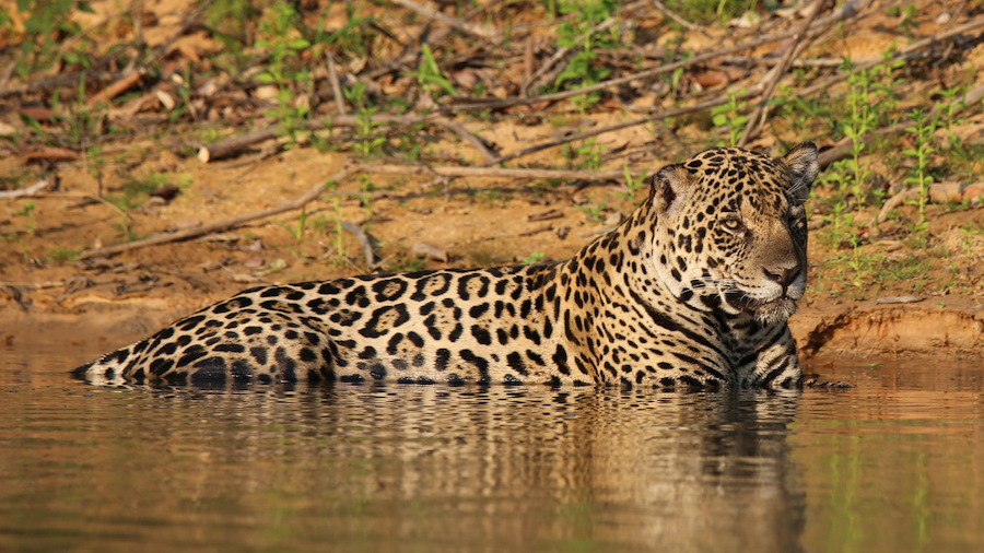 A JAGUAR INSIDE A RIVER