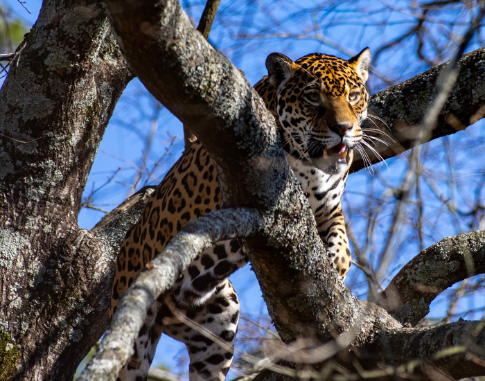 jaguar on top of a tree