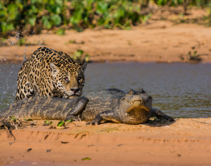 jaguar stalking a caiman in the wild
