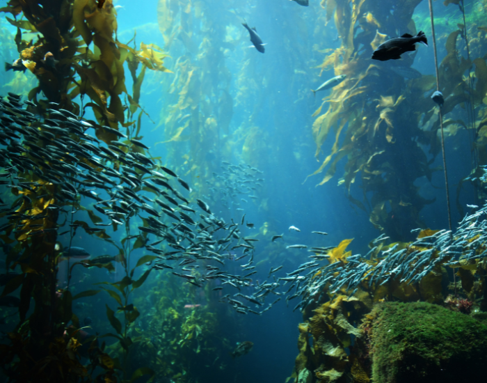 kelp forest underwater photo with fish swimming among the kelp