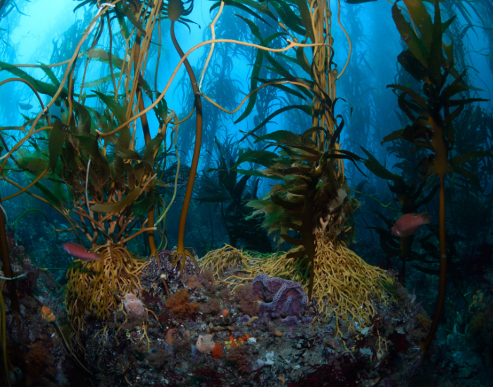 kelp-forest-holdfats.webp bottom of kelp forest underwater photo in the sea
