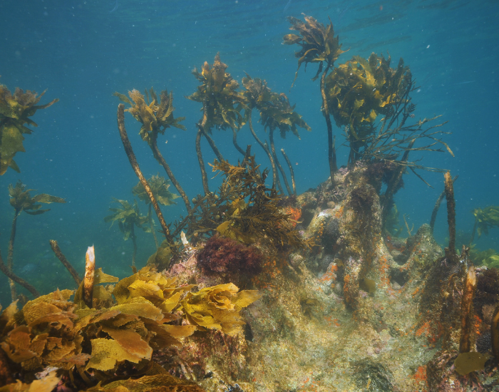 kelp-forest-6.webp kelp forest floating underwater