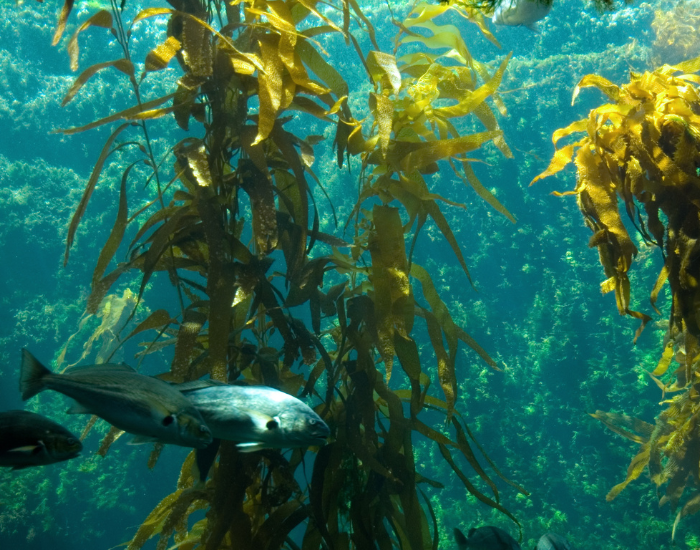 kelp-forest.webp kelp forest with many fish around it