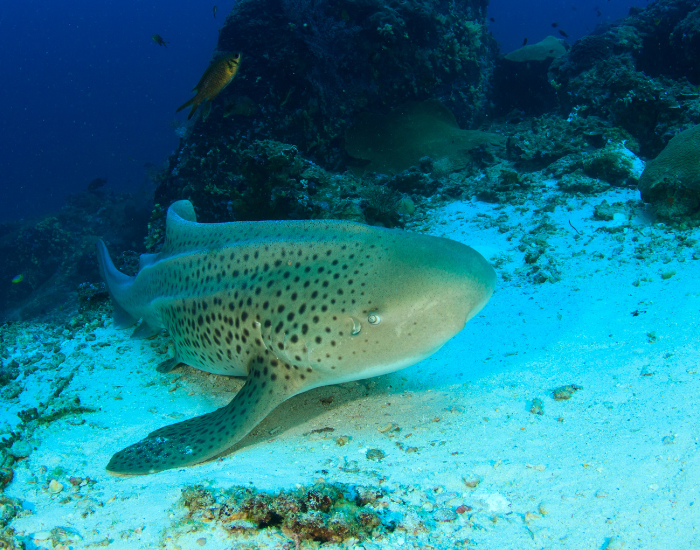 laying-ocean-floor-ZEBRA-SHARK.webp zebra shark laying at the bottom of the ocean floor