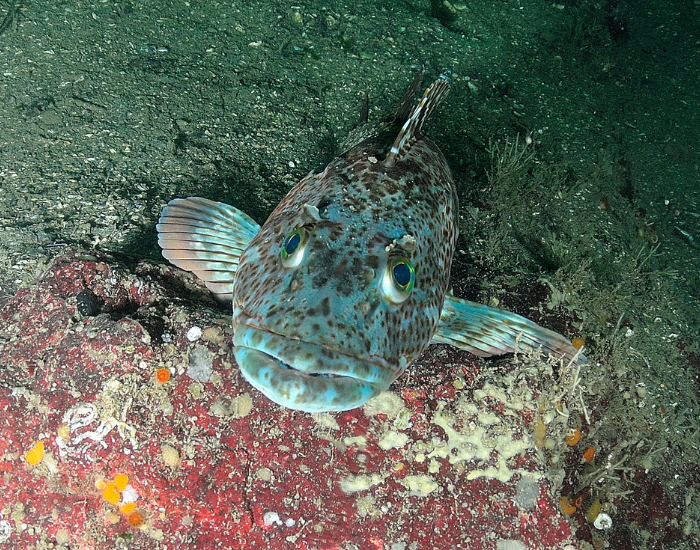 lingcod.webp close up of a lingcod underwater