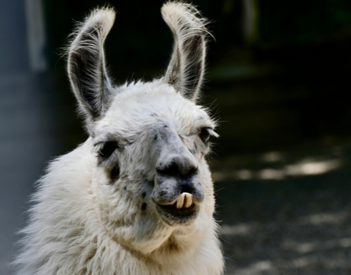 llama-3.webp close up of the head of a llama