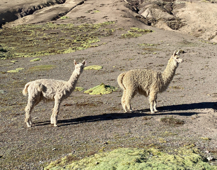 llama-couple.webp couple of llamas in the wild