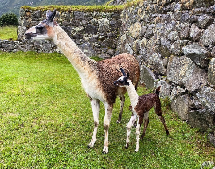 llama-mom-and-calf.webp mom llama and calf in machu Picchu ruins
