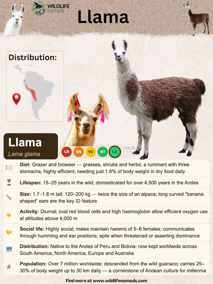 llama-species-animal-profile.webp infogrpahic showing the species profiles for llamas, with diet, distribution, size etc