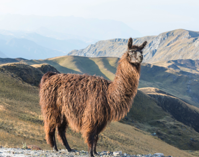 llama.webp llama in the wild with mountain on the background