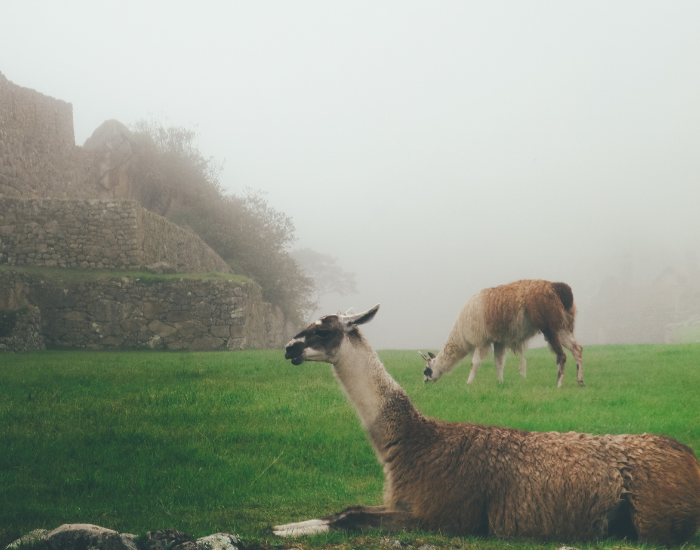 llamas-grazing-in-machu-picchu.webp two llamas grazing next to the ruins of machu picchu on amisty day