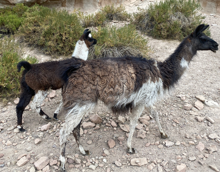llamas-walking.webp two llamas walking