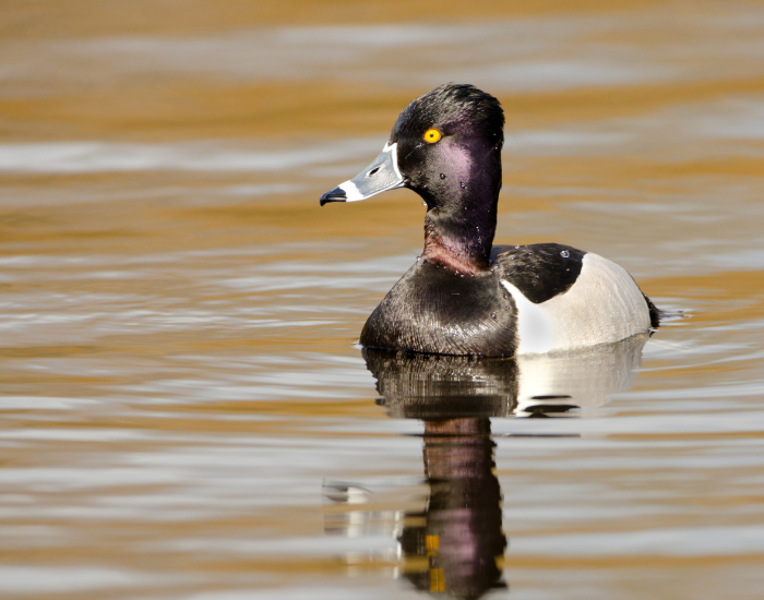 lonely-Ring-Necked-Duck.webp ring necked duck swimming in lake