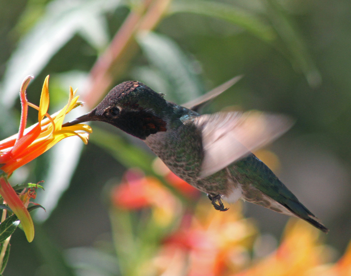 male-Annas-hummingbird-Calypte-anna-flying.webp male anna's hummingbird flying and feeding