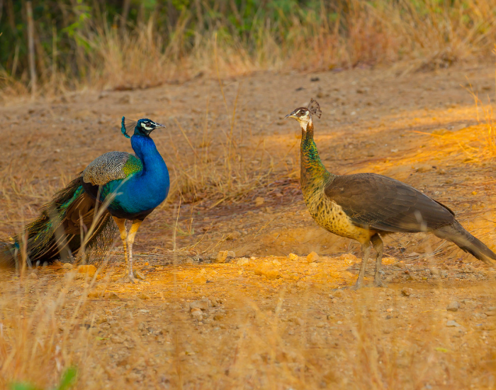 two indian peafowls in the wild