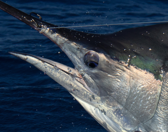 close up on a marlin's eye