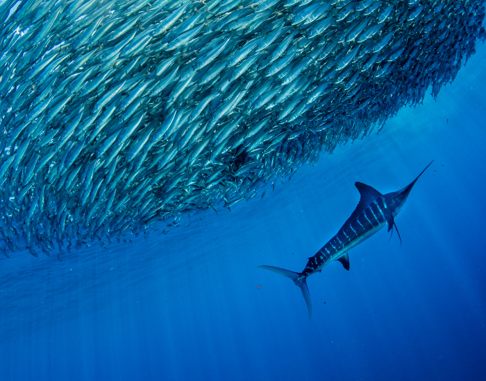 marlin fish swimming and hunting below a big crowd of fish