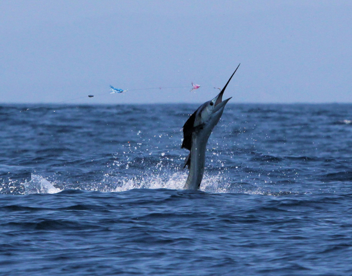 marlin at the ocean surface during open water migration
