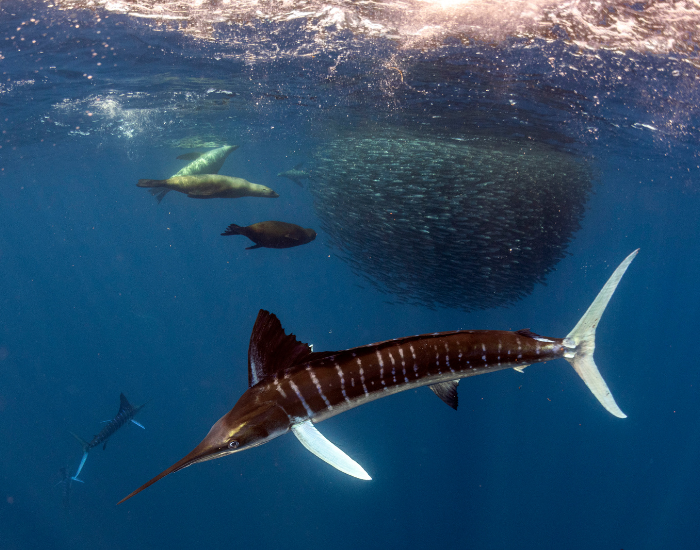 marlin underwater