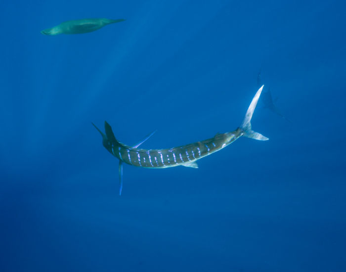 marlin fish species underwater
