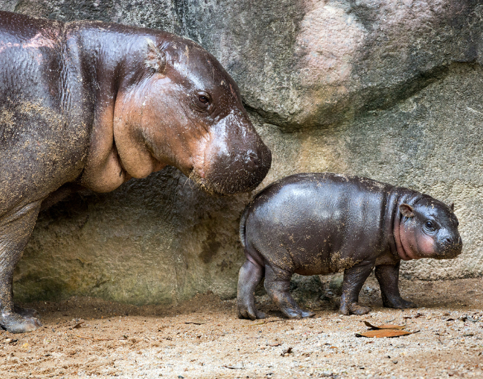 mom-and-calf-pygmy-hippo-2.webp mom and baby pygmy hippo in captivity