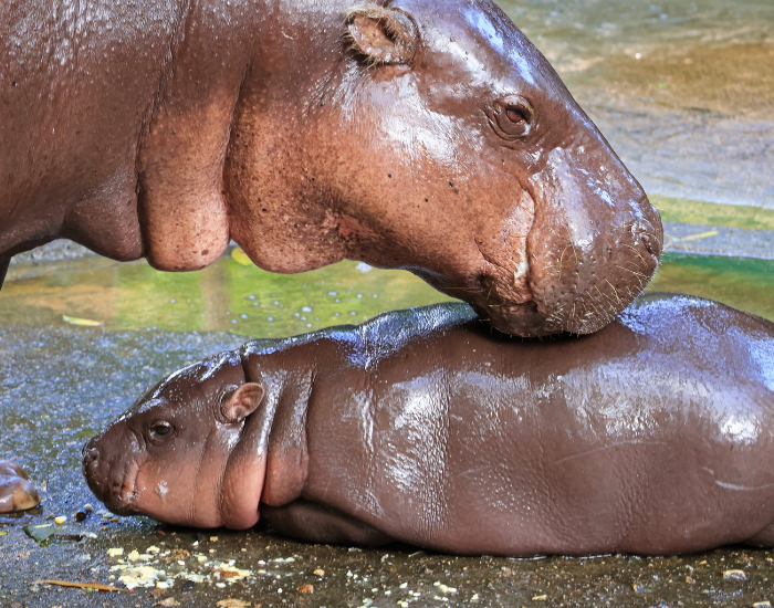 mom-and-calf-pygmy-hippo.webp close up of a mom and a baby pygmy hippo