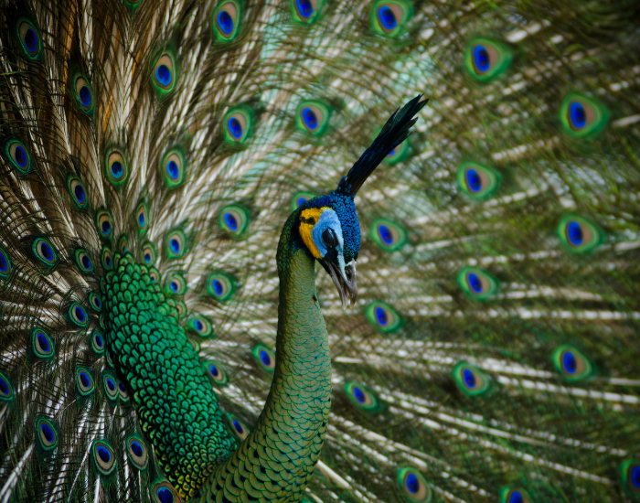 mother-peacock-2.webp green peafowl close up of head, lateral shot