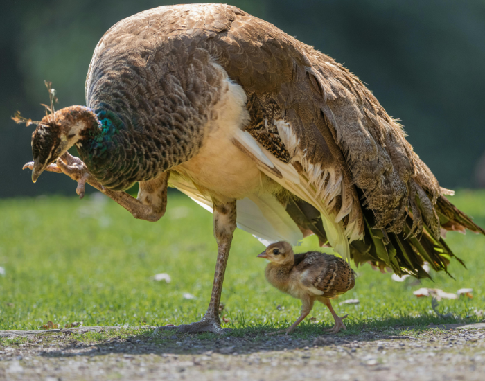 mother-peacock.webp female peacock with its chick