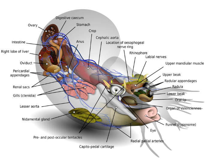 diagram of an anatomical structure 