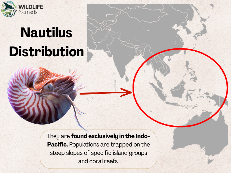 nautilus distribution in the indo pacific
