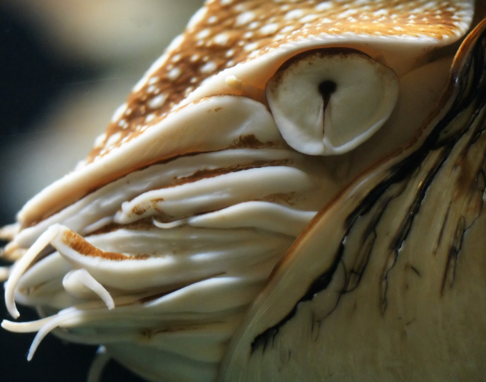 close up of a nautilus