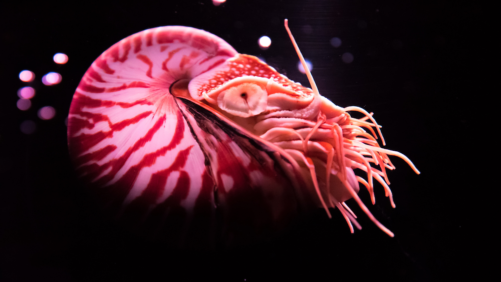 nautilus in black background