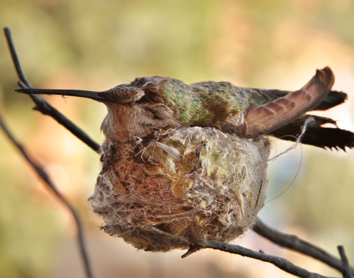 nesting-Annas-hummingbird-Calypte-anna-flying.webp anna's hummingbird on its nest