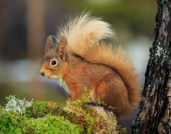 north-american-red-squirrel.webp red squirrel on a tree