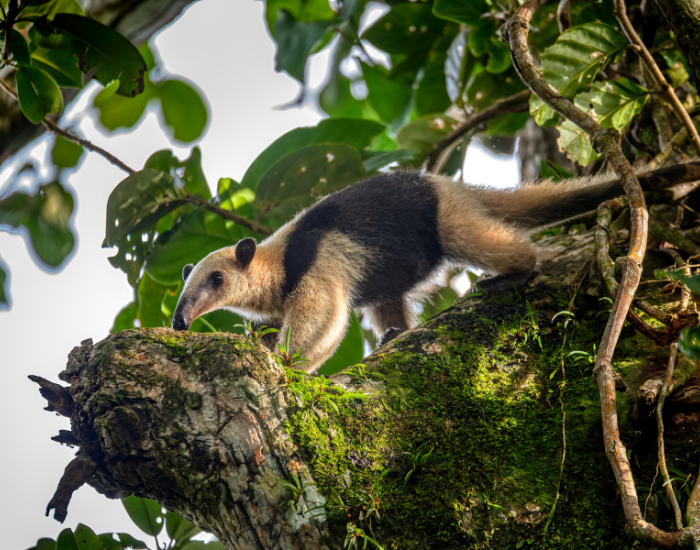northern-tamandua.webp northern tamandua on a tree in the wild