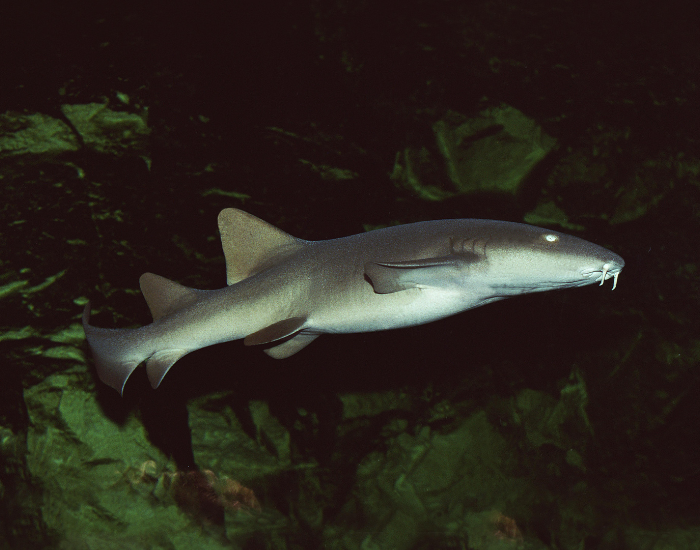 nurse-shark-at-night.webp nurse shark swimming at night