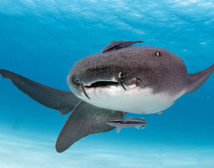 nurse-shark-head-close-up.webp close up of a nurse shark