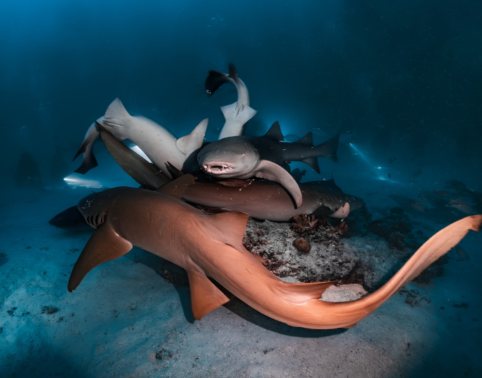 group of nurse sharks mating in a frenesi