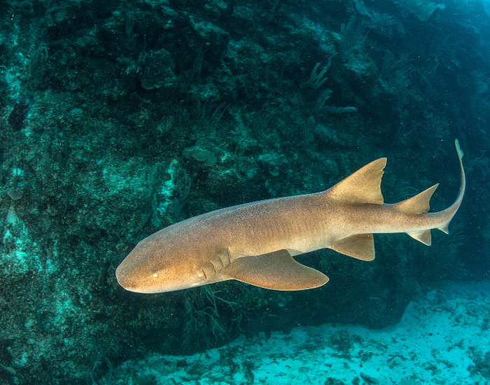 nurse-shark-swimming-2.webp nurse shark swimming underwater