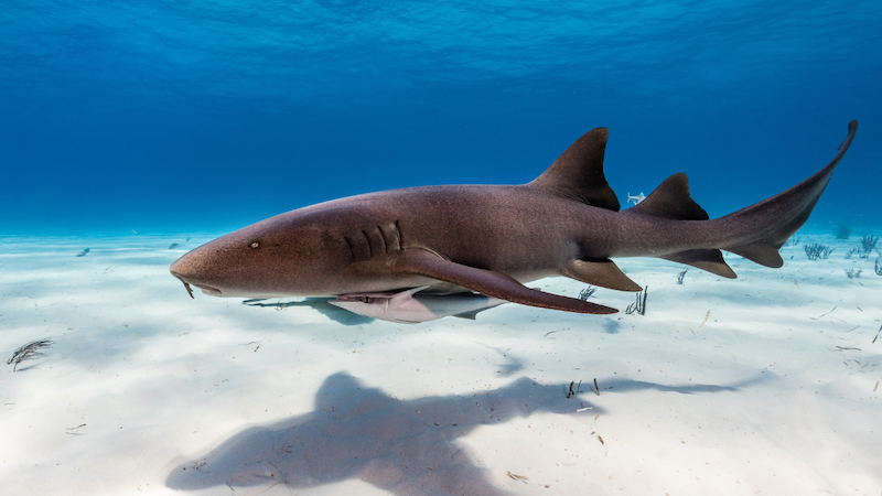 nurse shark swimming near the bottom in shallow water