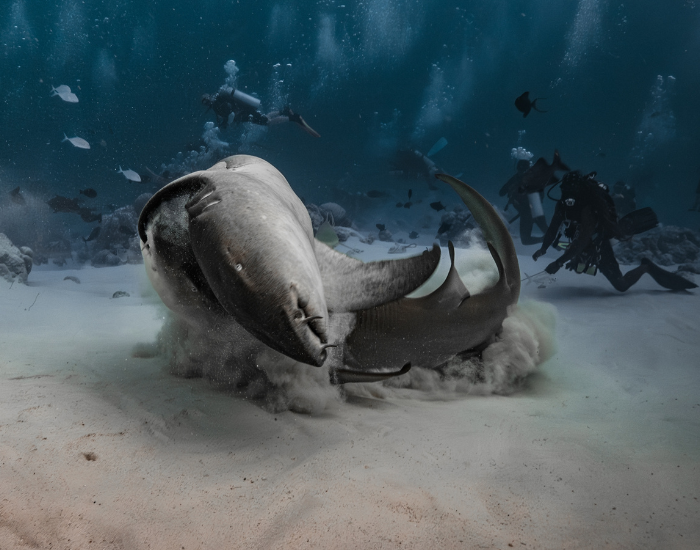 nurse-shark-with-scuba-divers.webp nurse sharks rolling with scuba divers on the background