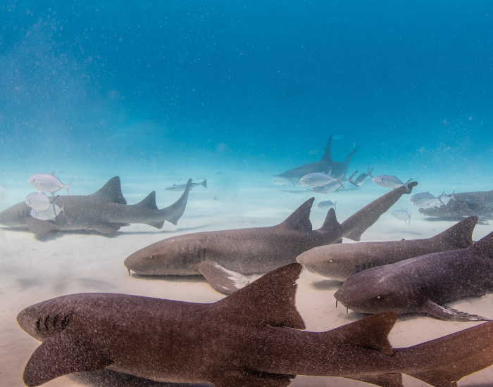 nurse-sharks-group.webp nurse sharks on the ocean floor still
