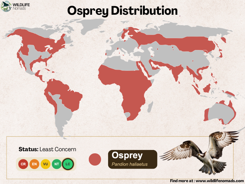 osprey-bird-Distribution-map-.webp Osprey Distribution map showing all the world