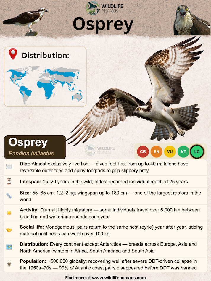 osprey-bird-species-animal-profile.webp animal and species profile for the osprey bird showing important information