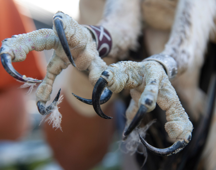 osprey-claws.webp osprey claws clos eup