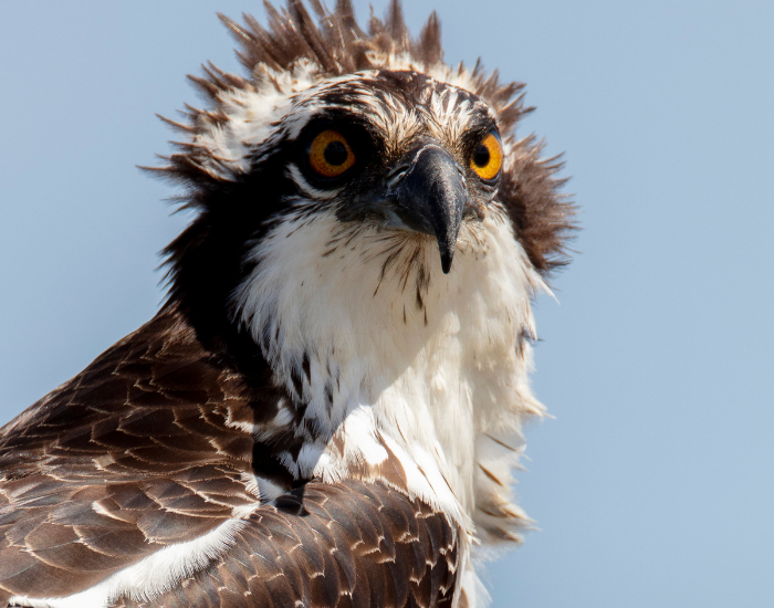 close up of the head of an osprey