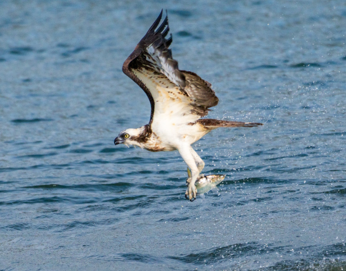 osprey fishing in the ocean while flying
